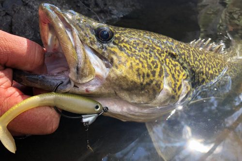 OWNER FLASHY SWIMMER GOLD COLORADO