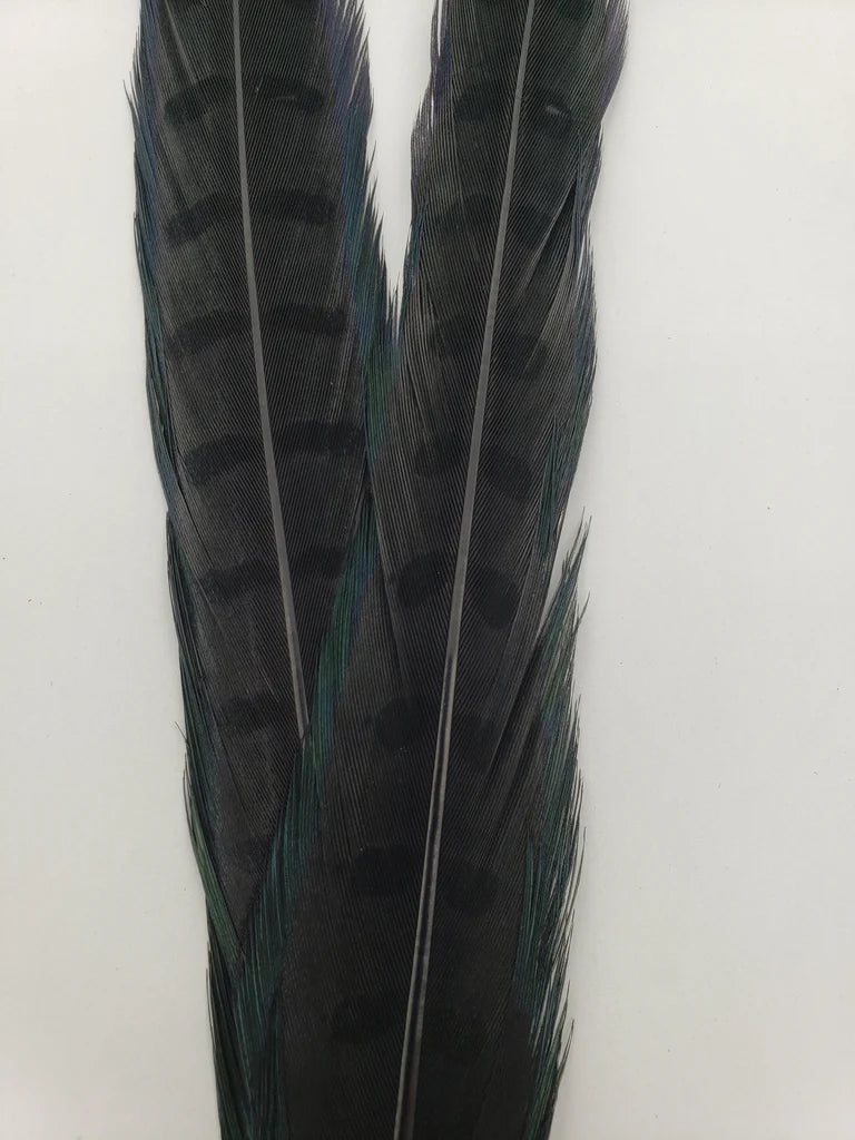 RINGNECK PHEASANT TAIL FEATHERS