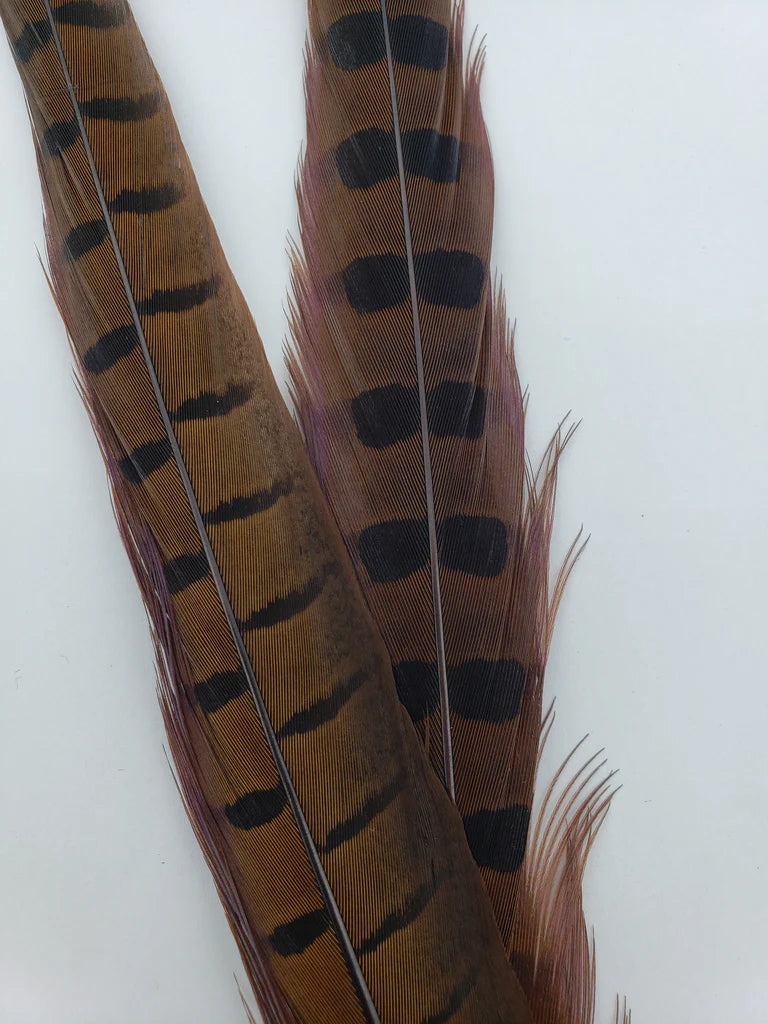 RINGNECK PHEASANT TAIL FEATHERS