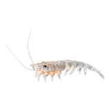 YAKAMITO PRAWNO PRAWN 70MM
