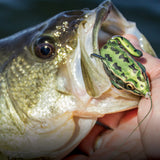 LUNKERHUNT POPPING FROG 1/2 OZ SURFACE LURE