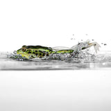 LUNKERHUNT POPPING FROG 1/2 OZ SURFACE LURE